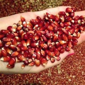 Bordeaux Mais rot 2.5 kg für Brieftauben und Rassetauben