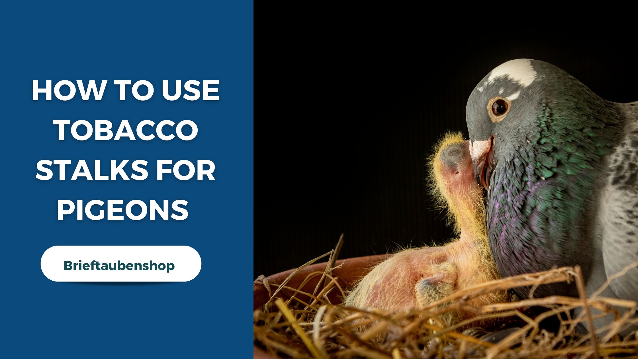 tobacco stalks for pigeons How to Use Tobacco Stalks for Pigeons